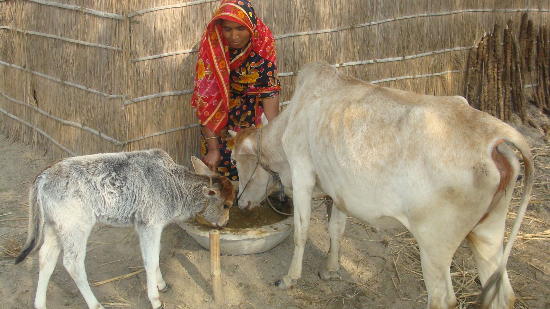 Reba feeds her livestock.